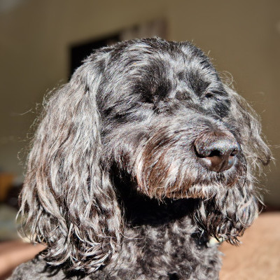 Pet blessing service